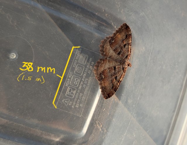 Moth in a covered container before release