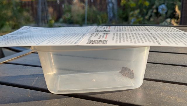 Moth in a covered container before release