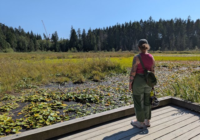 Stacey looks out over a mostly dried-out pond covered in reeds and lilypads
